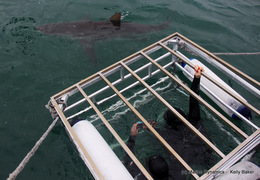 Daily Blog 22 November 2020 | Shark Cage Diving in South Africa