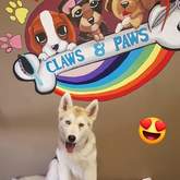 Pet Grooming - Claws & Paws - Gansbaai