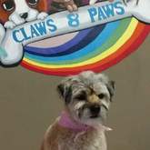 Pet Grooming - Claws & Paws - Gansbaai
