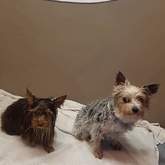 Pet Grooming - Claws & Paws - Gansbaai