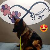 Pet Grooming - Claws & Paws - Gansbaai