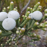 Gansbaai - Sandberg Fynbos Reserve - Floristic Region