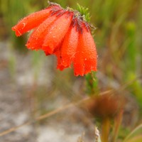 Gansbaai - Sandberg Fynbos Reserve - Erica Cerinthoides