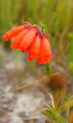 Erica_cerinthoides_1606915551