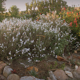 Gansbaai - Sandberg Fynbos Reserve 