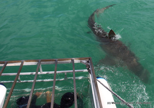Daily Blog: 02 December 2020 | Shark Cage Diving in South Africa
