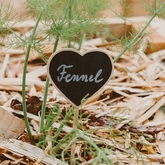 Xplorio™ Gansbaai - i-MED Africa - Fennel