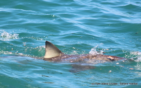 Molo Mola Mola! Marine Big 5