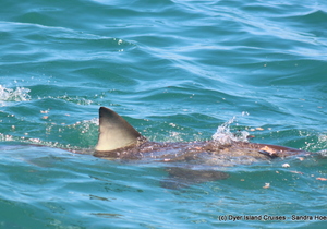 Molo Mola Mola! Marine Big 5