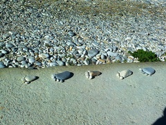 Seemeeu Desember 2020: Genade in 'n moeilike jaar