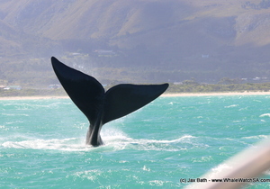 Marine Dynamics Group Quarterly Newsletter December 2020