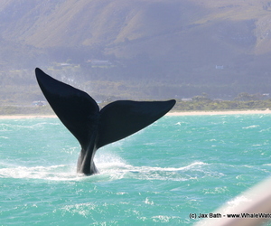 Marine Dynamics Group Quarterly Newsletter December 2020