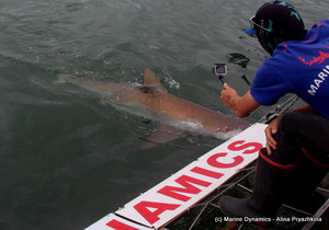 Daily Blog 10 January 2021 | Shark Cage Diving in South Africa