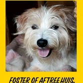 Xplorio™ Gansbaai - BARC Animal Welfare - Loving Home Needed