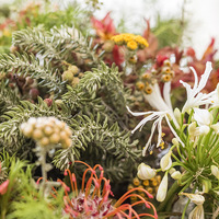 Fynbos For Sale - Stanford Hills Function Venue - Xplorio™ Stanford