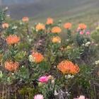 Fynbos - Beloftebos Farm cottages - Xplorio™ Stanford Fynbos - Beloftebos Farm cottages - Xplorio™ Stanford