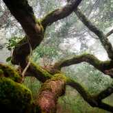 Forest - Bellamente Sirene Guesthouse - Xplorio™ Gansbaai