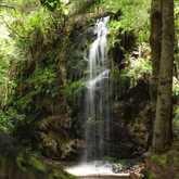 Forest - Bellamente Sirene Guesthouse - Xplorio™ Gansbaai