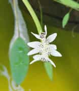 Waterblommetjie in our fishpond