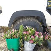 Freshly Picked Fynbos Flowers - Vleiroos Cottage @ Sandberg Fynbos Reserve - Xplorio™ Gansbaai