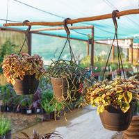 Pot Plants -  Riverland Garden Centre - Xplorio™ Stanford