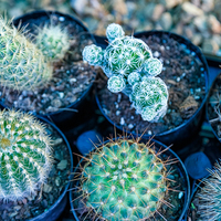 Details - Riverland Garden Centre - Xplorio™ Stanford