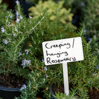 Creeping / Hanging Rosemary - Riverland Garden Centre - Xplorio™ Stanford