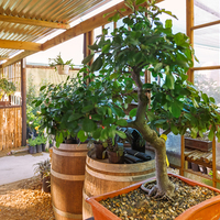 Trees - Riverland Garden Centre - Xplorio™ Stanford