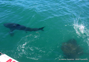 Daily Blog: 22 February 2021 | Shark Cage Diving in South Africa