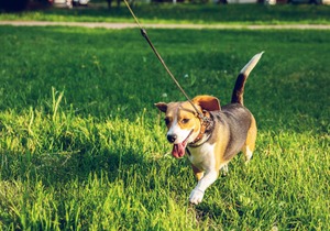 Volunteers Needed To Walk Kennel Dogs