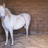 Bedding For Horses - Agulhas Biomass Fuel - Xplorio™ Bredasdorp
