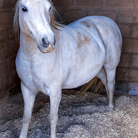 Bedding at Equestrian Estates and Poultry Farms - Agulhas Biomass Fuel - Xplorio™ Bredasdorp