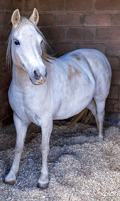 agriculture_agricultural_stores_fynbos_pale_18_lowrez_1614668148