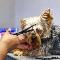 Cuts - Claws & Paws - Xplorio™ Gansbaai