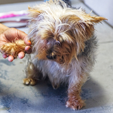 Greatest Care - Claws & Paws - Xplorio™ Gansbaai