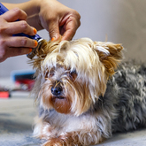 Breed-Specific Cuts - Claws & Paws - Xplorio™ Gansbaai