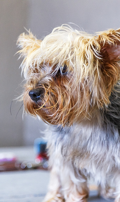 animal_pet_care_pet_parlourclaws_and_paws_15_LowRez_1614757462