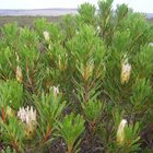 Protea Repens White - Agulhas National Park - Xplorio™ L'Agulhas