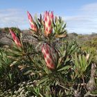 Protea Repens - Agulhas National Park - Xplorio™ L'Agulhas