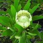 Protea Compacta White - Agulhas National Park - Xplorio™ L'Agulhas Protea Compacta White - Agulhas National Park - Xplorio™ L'Agulhas