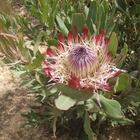 Protea Susannae - Agulhas National Park - Xplorio™ L'Agulhas