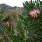 Protea Susannae - Agulhas National Park - Xplorio™ L'Agulhas