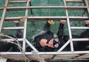 Daily Blog: 08 March 2021 | Shark Cage Diving in South Africa