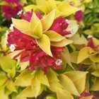 Bougainvilleas - Riverland Garden Centre - Xplorio™ Stanford