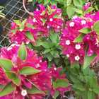 Bougainvilleas - Riverland Garden Centre - Xplorio™ Stanford