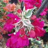 Bougainvilleas - Riverland Garden Centre - Xplorio™ Stanford