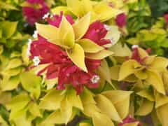 Assortment of Bougainvilleas