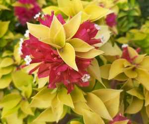 Assortment of Bougainvilleas