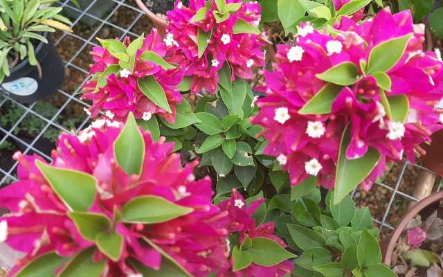 WhatsApp_Image_2021_03_11_at_18.17.09_2_1615533650