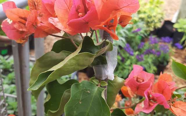 WhatsApp_Image_2021_03_11_at_18.17.10_2_1615533650